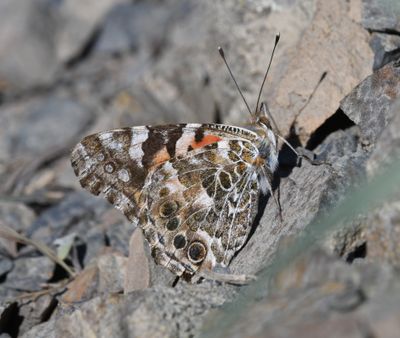 Painted Lady: Vanessa cardui