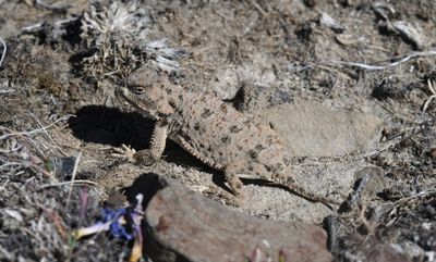 Pygmy Short-horned Lizard