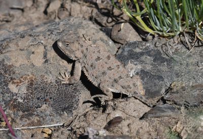Pygmy Short-horned Lizard