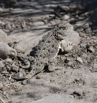 Lizard, Pygmy Short-horned