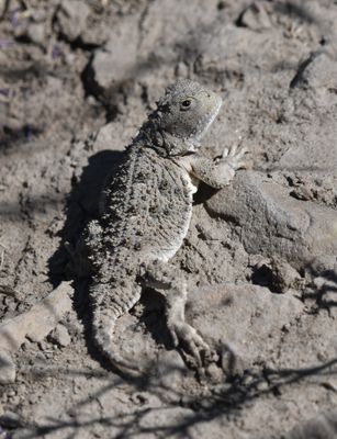 Pygmy Short-horned Lizard