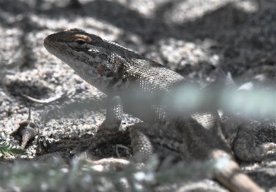 Sagebrush Lizard