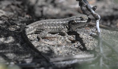 Sagebrush Lizard