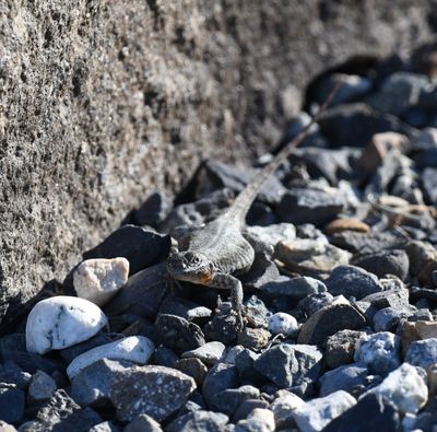 Side-blotched Lizard