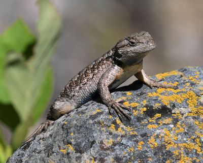 Western Fence Lizard