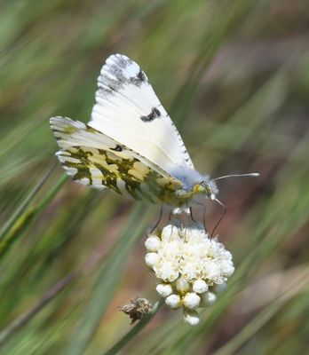 Large Marble: Euchloe ausonides