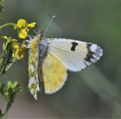 Large Marble: Euchloe ausonides