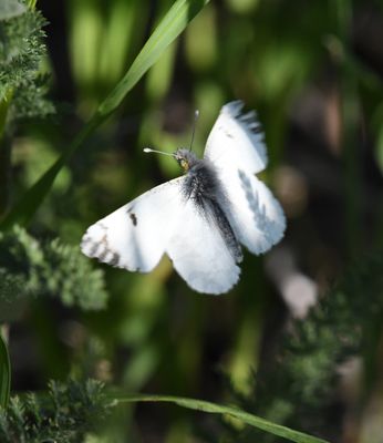 Large Marble: Euchloe ausonides