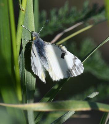 Large Marble: Euchloe ausonides