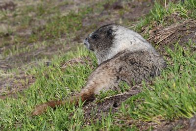 Hoary Marmot