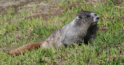 Hoary Marmot