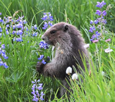 Olympic Marmot