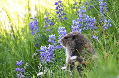 Olympic Marmot