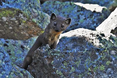 Pine Marten