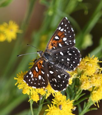 Mormon Metalmark: Apodemia mormo