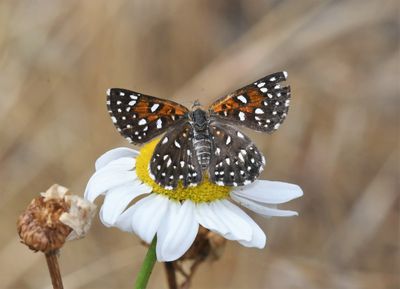 Mormon Metalmark: Apodemia mormo