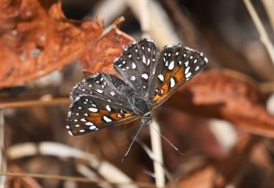 Mormon Metalmark: Apodemia mormo