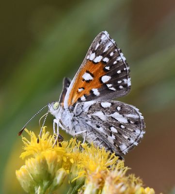 Mormon Metalmark: Apodemia mormo