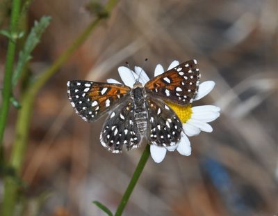 Mormon Metalmark: Apodemia mormo