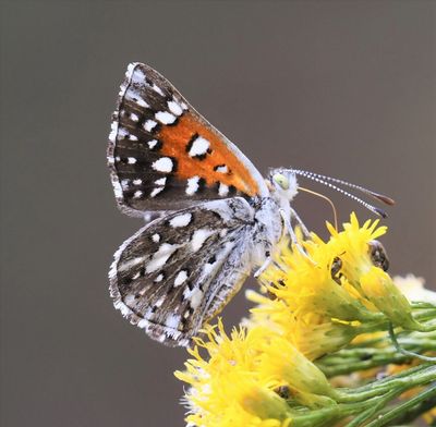 Mormon Metalmark: Apodemia mormo