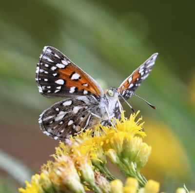 Mormon Metalmark: Apodemia mormo