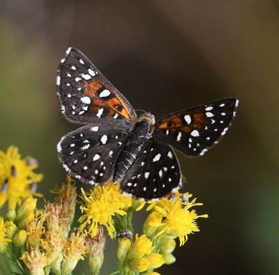 Mormon Metalmark: Apodemia mormo