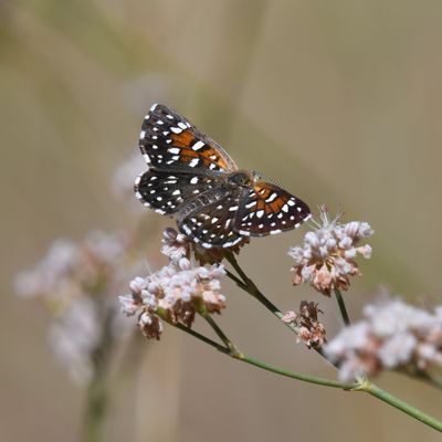 Mormon Metalmark: Apodemia mormo