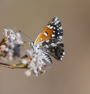 Mormon Metalmark: Apodemia mormo