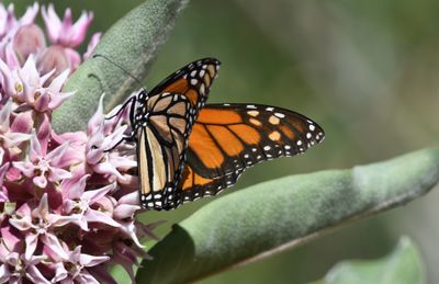 Monarch: Danaus plexippus