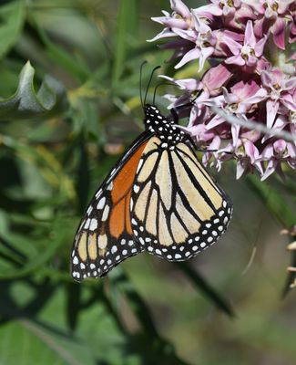 Monarch: Danaus plexippus