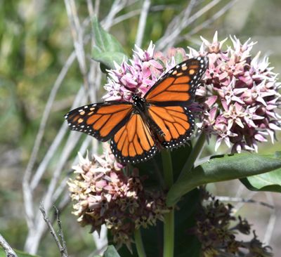 Monarch: Danaus plexippus