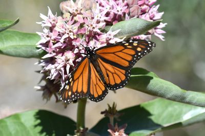 Monarch: Danaus plexippus