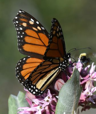 Monarch: Danaus plexippus