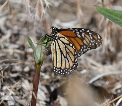 Monarch: Danaus plexippus