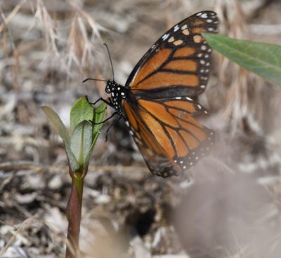 Monarch: Danaus plexippus