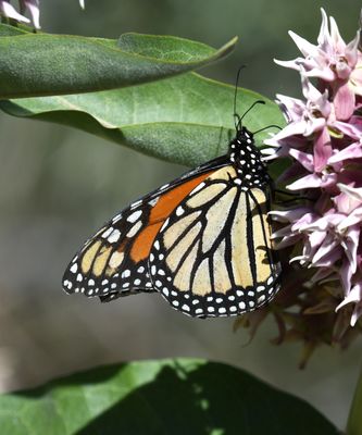 Monarch: Danaus plexippus