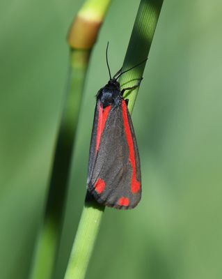 Cinnabar Moth