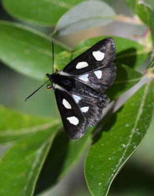 Langston's Forester Moth