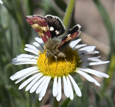 Small Heliothodes Moth