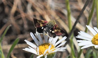 Small Heliothodes Moth