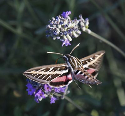 White-lined Sphinx Moth