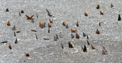 Green and Hoary Anglewing, Compton Tortoiseshell and Mourning Cloak