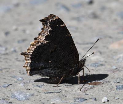 Mourning Cloak: Nymphalis antiopa