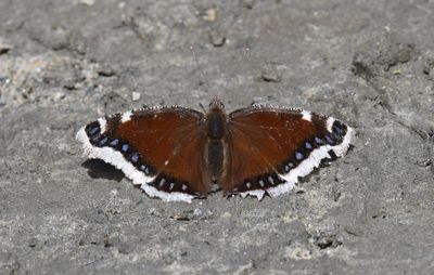 Mourning Cloak: Nymphalis antiopa