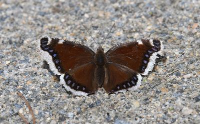 Mourning Cloak: Nymphalis antiopa