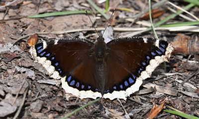 Mourning Cloak: Nymphalis antiopa