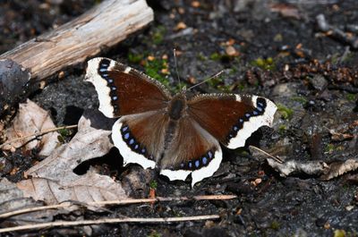 Mourning Cloak: Nymphalis antiopa