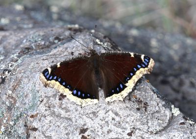 Mourning Cloak: Nymphalis antiopa