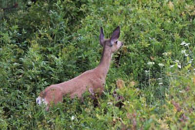 Mule Deer sees White-tailed Deer