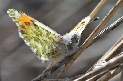 Julia's Orangetip: Anthocharis julia